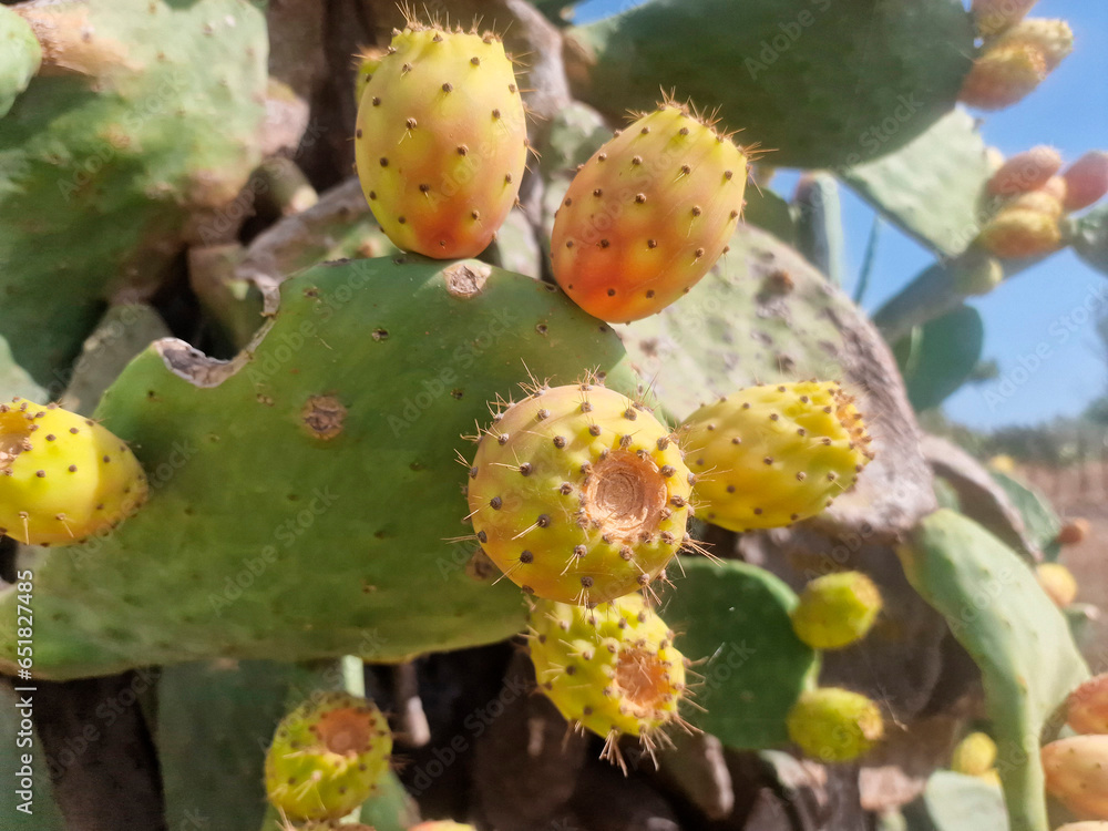 Prickly pear cactus fruiting, or indian fig in sicily, italy Prickly pear cactus fruiting, or indian fig in sicily, italy