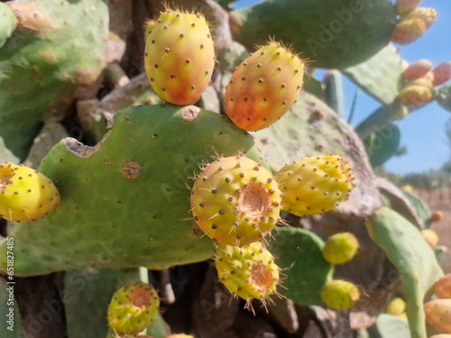 Prickly pear cactus fruiting  or indian fig in sicily  italy