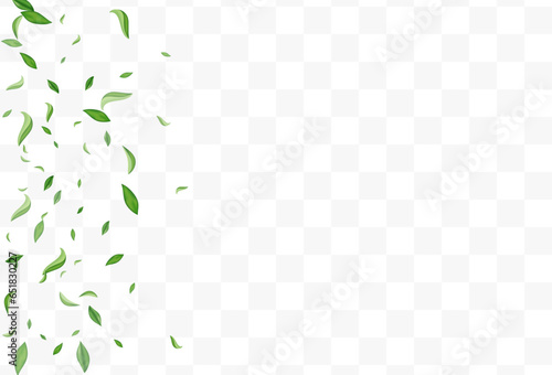 Mint Foliage Spring Vector Transparent Background