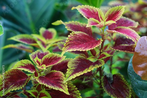 Coleus Blume Plectranthus scutellarioides Coleus blumeii plant, a species of the genus Coleus Burgundy-green leaf coleus close-up.