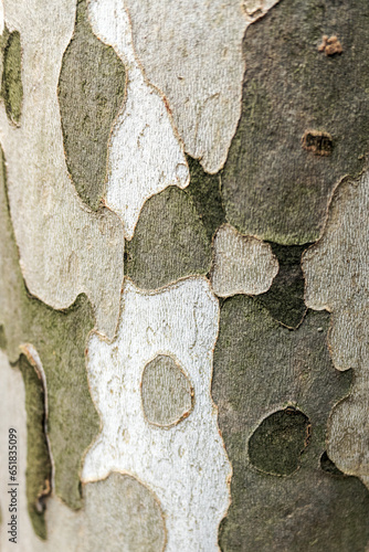 Surface tree bark sycamore. Tree skin texture