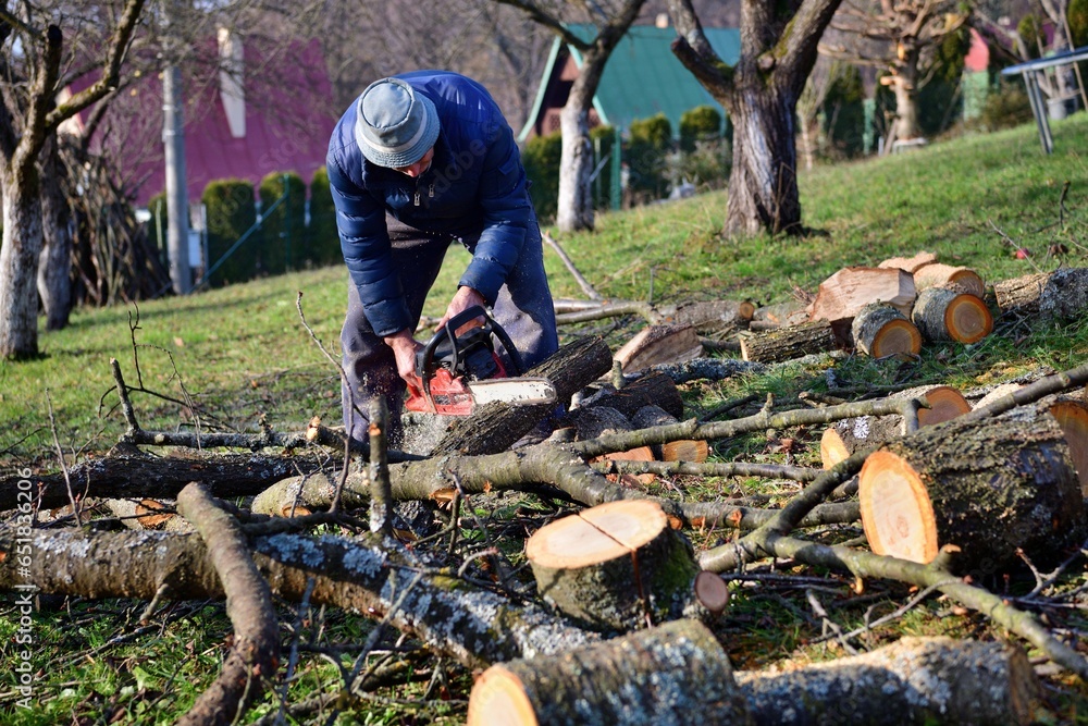 A gardener saws branches in an orchard in autumn with a chainsaw