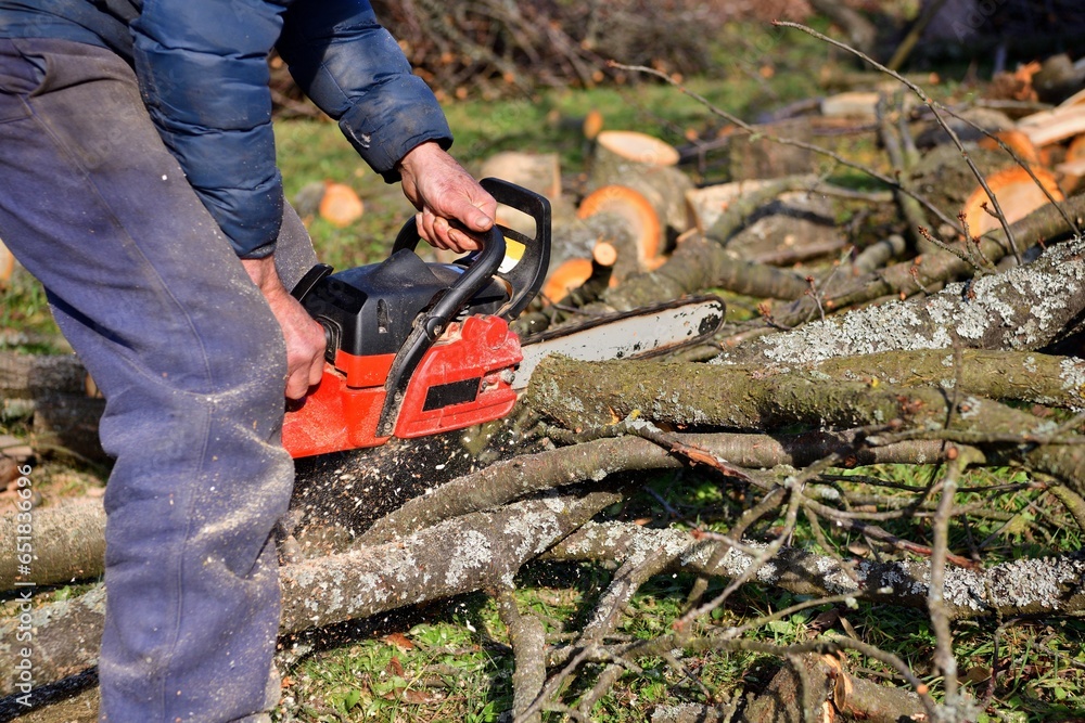 The traditional way of sawing a tree with a chainsaw