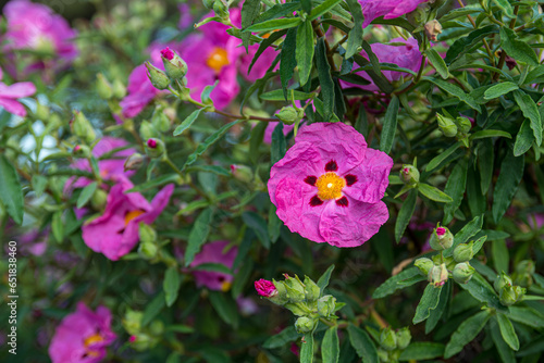 Cistus pulverulentus flower variety. Magenta rock rose close up on a blurred background.