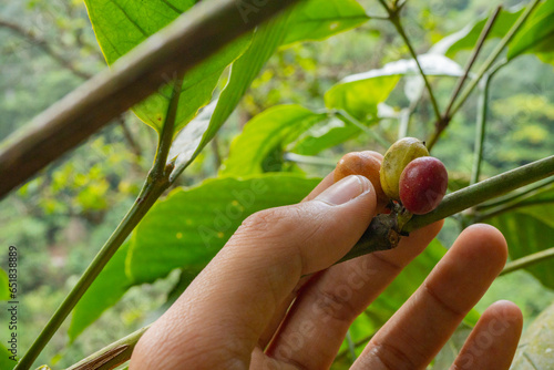 Hand hold and showing the raw coffee beans when harvest season. The photo is suitable to use for coffee shop poster, background and content media. © Tomy