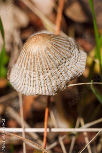 Some wild brown mushroom cap on forest background. Soft focused macro shot