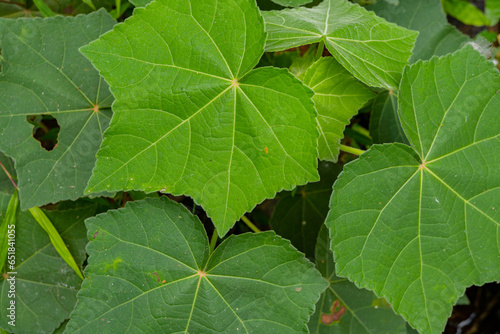 Green leaf of Hibiscus mutabilis when springtime on national garden. The photo is suitable to use for botanical content media and flowers nature photo background. photo