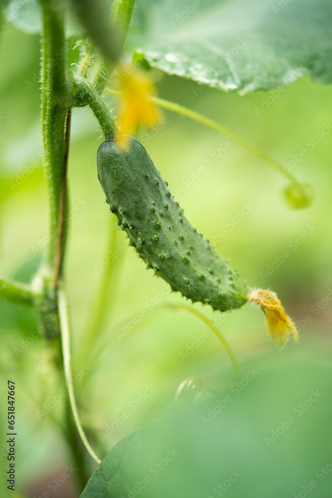 fresh green cucumbers grow in a greenhouse fresh green cucumbers grow in a greenhouse