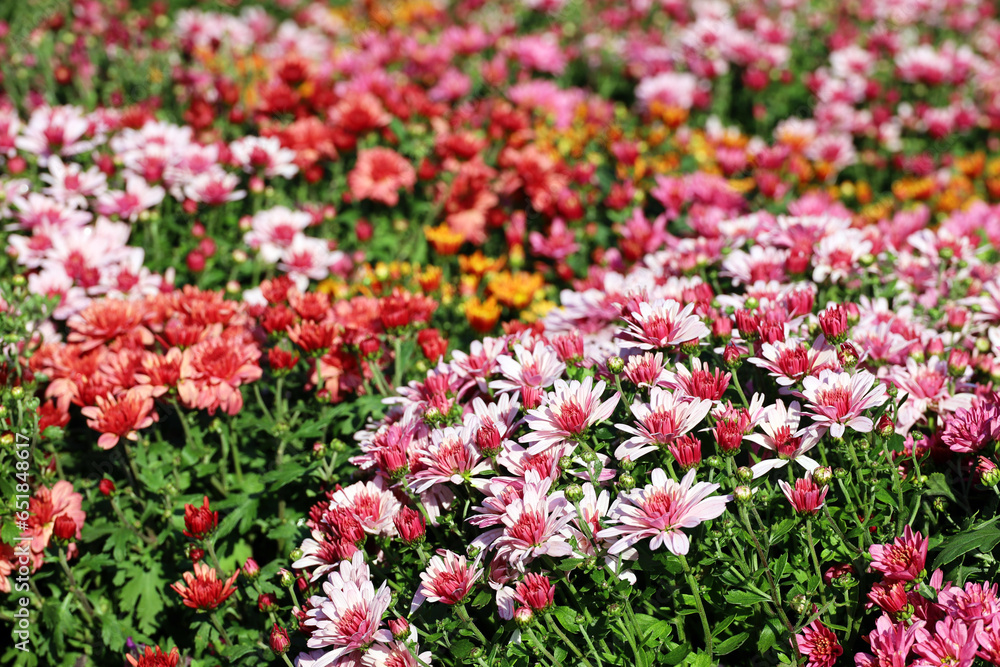 Chrysanthemums of different colors, bushes of autumn flowers in sunny day. Landscape design, floral background