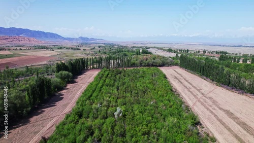 Aulie agash, 700 year old elm tree, Almaty region, Kazakhstan. Aerial view photo