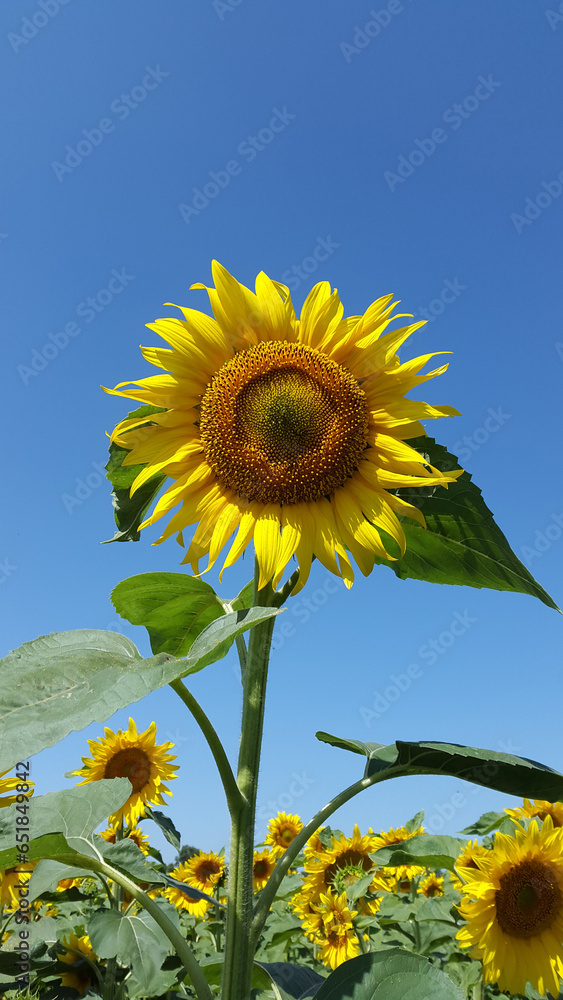 Blooming sunflower. Sunflower flower against blue sky Blooming sunflower. Sunflower flower against blue sky