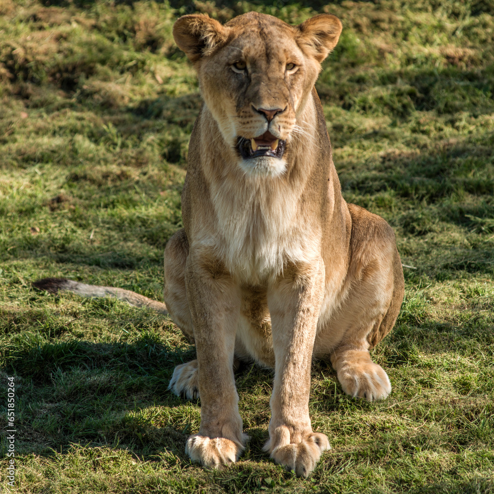 Jeune lionne à Beauval, Saint-Aignan, Loir-et-Cher, France Jeune lionne à Beauval, Saint-Aignan, Loir-et-Cher, France