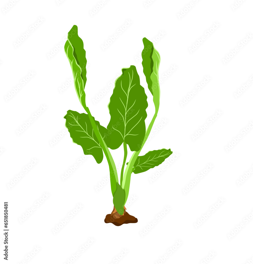 Naklejka premium Vector illustration of taro plant or Colocasia esculenta. Plants can be used as cooking ingredients