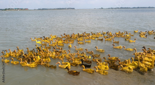 Many people are getting financial benefit from rearing ducks in Kishoreganj upazila in Bangladesh. A flock of beautiful colored ducks 
 is looking for food in the water. photo