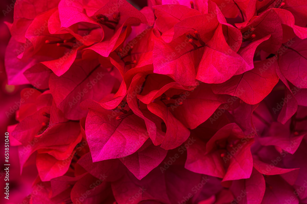pink macro flower,Red pink hibiscus flower background. Pink hibiskus petals texture. Bright red hibiscus blossom, close up macro. Red full bloom background. Banner. Viva Magenta color pink macro flower,Red pink hibiscus flower background. Pink hibiskus petals texture. Bright red hibiscus blossom, close up macro. Red full bloom background. Banner. Viva Magenta color