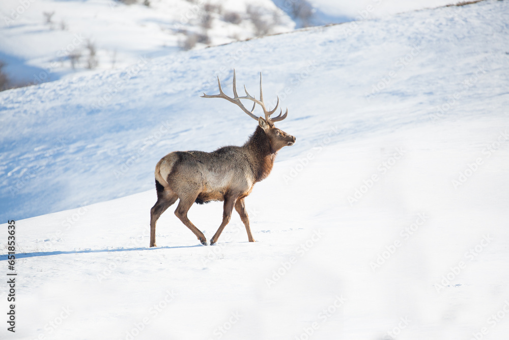 Deer in the snow against the sky and mountains. A herd of wild deer. Deer in the snow against the sky and mountains. A herd of wild deer.