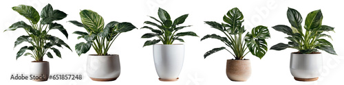 Set of House Plants isolated on transparent background. PNG illustrations. Cutout various natural plant. Generative AI