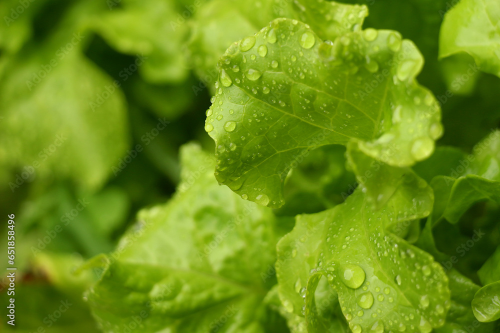 Drops on green lettuce leaves Drops on green lettuce leaves