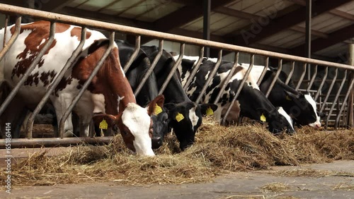 Modern livestock farm with dairy cows. Outdoor cowshed at dairy farm with herd of milking cows eating hay from manger. agriculture industry, farming and animal husbandry concept