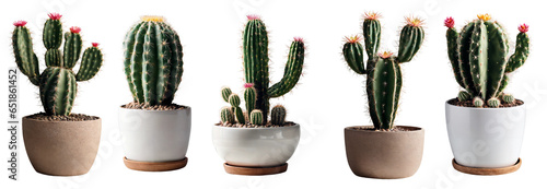 Set of Cactus isolated on transparent background. PNG illustrations. Cutout various natural plant. Generative AI