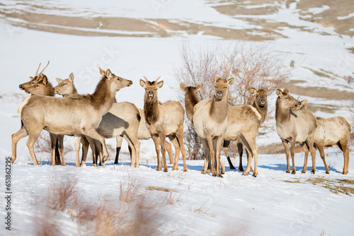 Deer in the snow against the sky and mountains. A herd of wild deer. photo