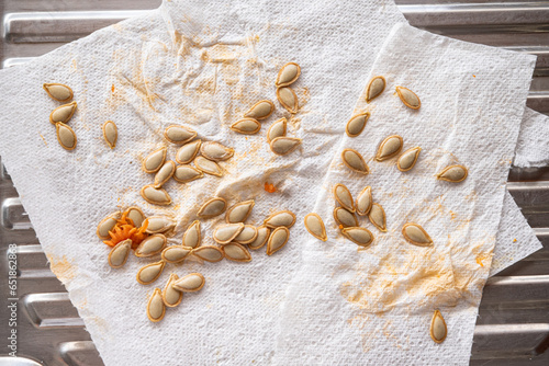 Pumpkin seed saving on the kitchen sink, seed collected to dry on paper towel. Organic gardening.