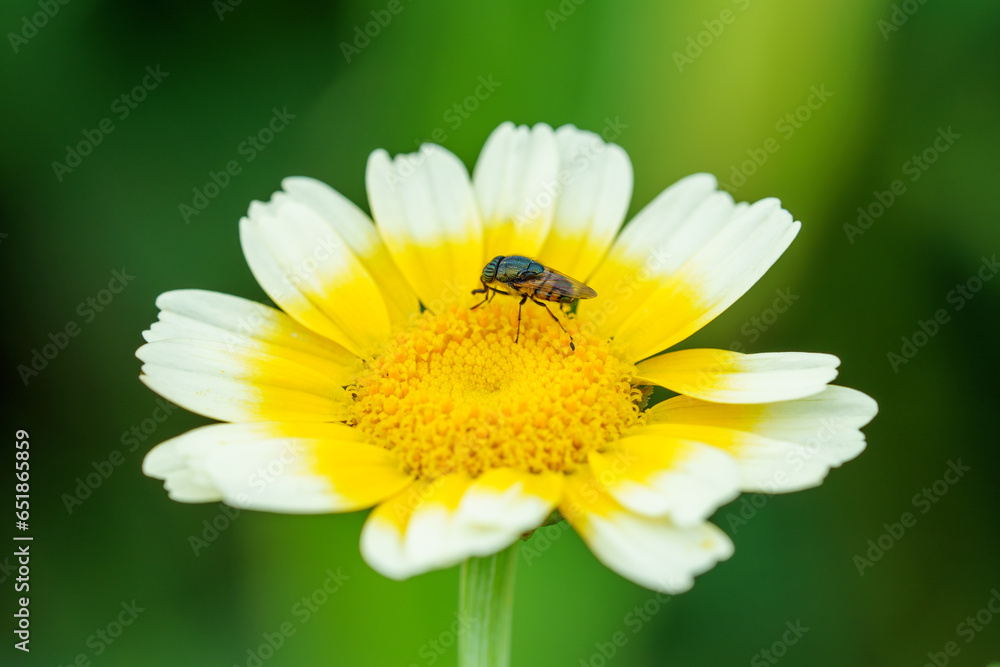 Fototapeta premium A closeup shot of a fly(Stomorhina lunata)on a flower