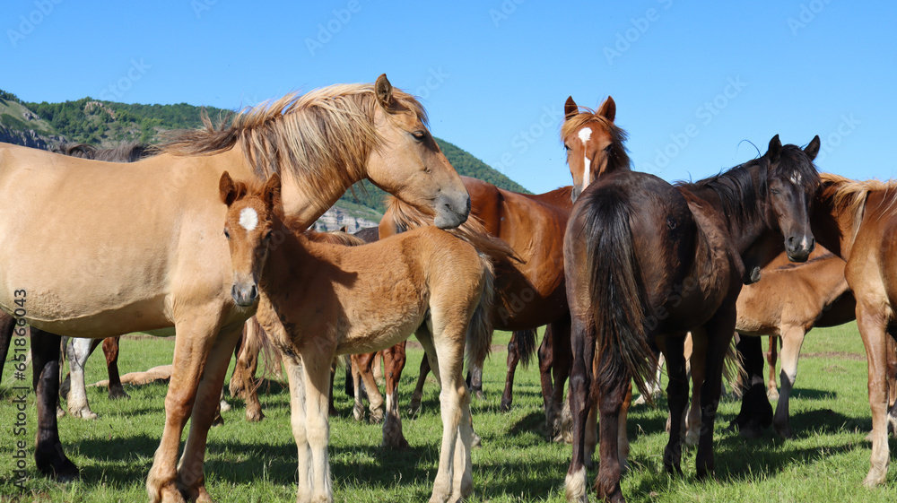 Small herd of red horses with foals. Free grazing of the herd in a picturesque place against the background of a mountain and a green forest. Livestock looks directly into the camera.