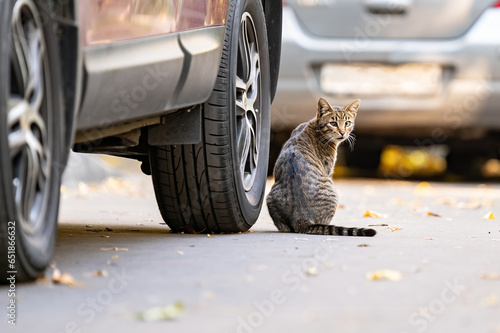 stray cat. homeless street cat with heterochromia sitting near car wheel and look in camera