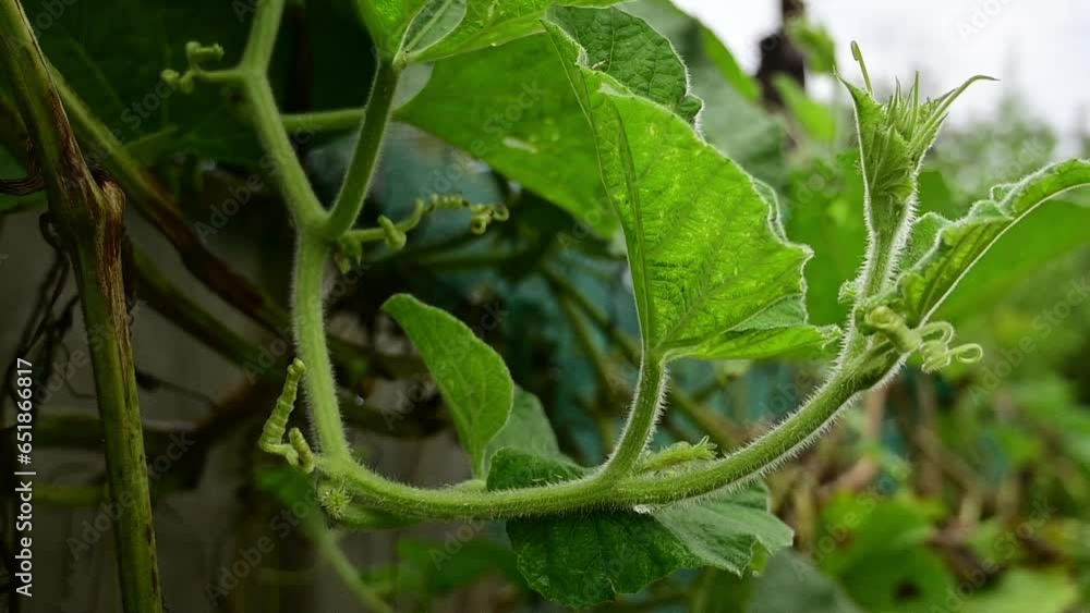 Green vegetables, traditional tribal food Green vegetables, traditional tribal food