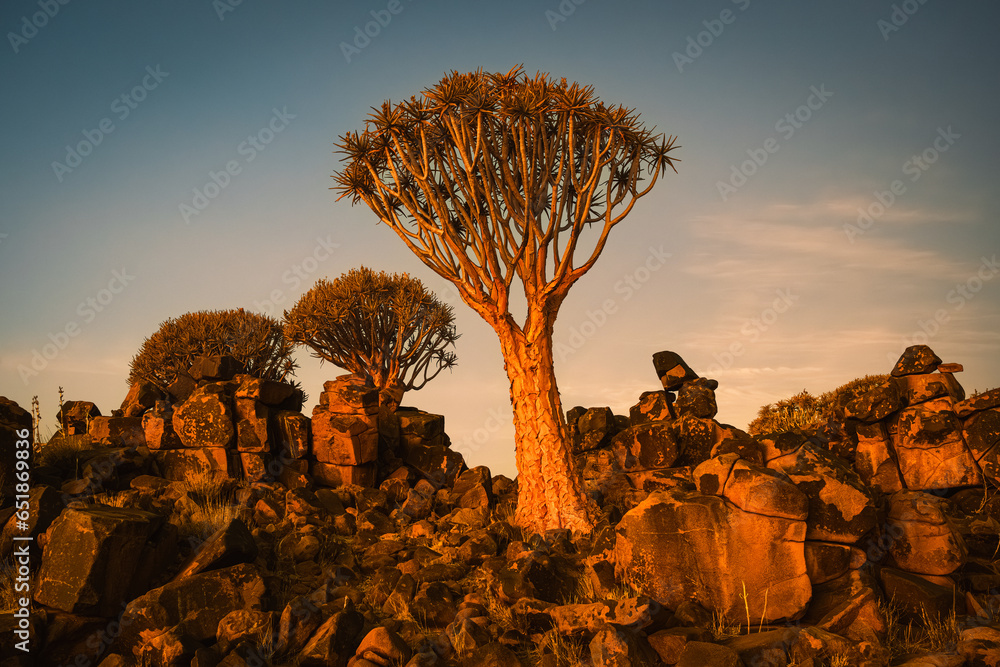 Quiver tree (Aloe Dichotoma) forest at sunset, Keetmanshoop, Namibia. A recognized Namibia landmark. Quiver tree (Aloe Dichotoma) forest at sunset, Keetmanshoop, Namibia. A recognized Namibia landmark.