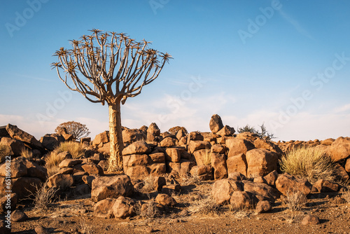 Quiver tree (Aloe Dichotoma), Keetmanshoop, Namibia. A recognized Namibia landmark. photo