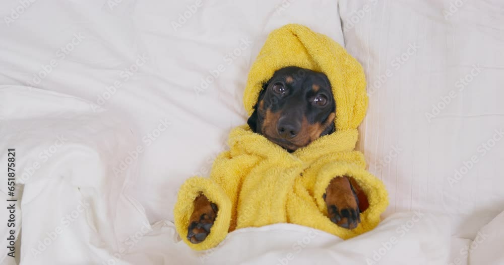 Spoiled cute dachshund dog in turban from a towel, a terry yellow bathrobe lies in a comfortable bed covered with a blanket, lazily turns its head and looks Weekend relaxed rest on sofa, spa, burnout