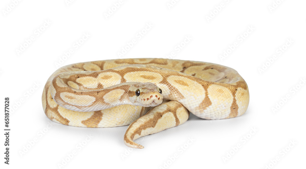 Obraz premium Cute yellowish ball python, curled up. Head on body, looking bedise camra. Isolated on a white background.