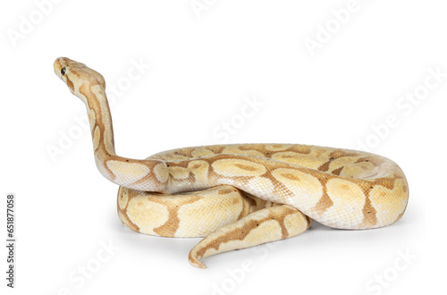 Cute yellowish ball python, curled up. Head hig up looking away from camera. Isolated on a white background. photo