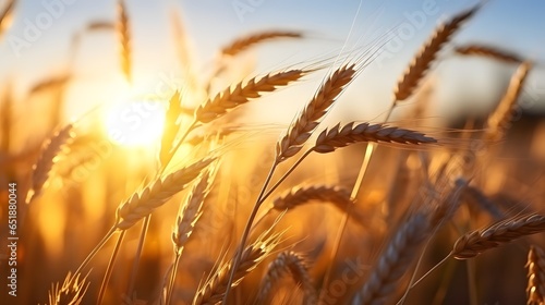 Beautiful nature sunset landscape. Ears of golden wheat close up. Rural scene under sunlight. Summer background of ripening ears of agriculture landscape. Natur harvest. Wheat field natural product.