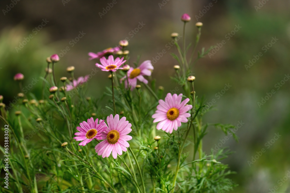 Spring Time, beautiful flowers similar to the margaritas but pink, unemployed green background and copy space Spring Time, beautiful flowers similar to the margaritas but pink, unemployed green background and copy space