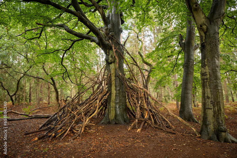 An emergency den shelter built for survival in a forest to provide bushcraft protection. Makeshift hut made from tree branches propped up against trunk in woodland area to seek refuge for the night - obrazy, fototapety, plakaty 
