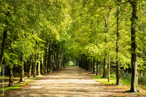 Straight tree lined avenue thin country road or path in the Netherlands
