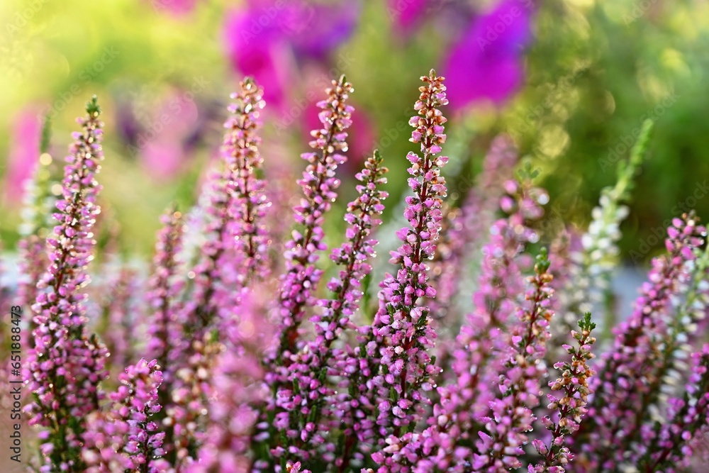 Obraz premium Beautifully flowering ornamental pink and white plant - flower.