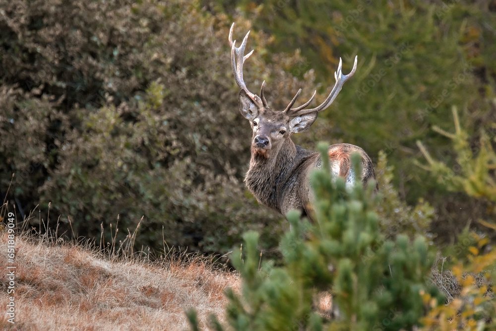 Wild massive Red deer stag (Cervus elpahus) standing in a coniferous forest during rutting season in the Alps Mountains, Italy, Monviso natural Park.