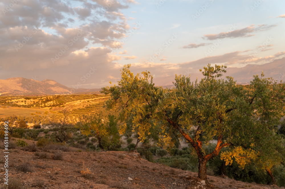 Olive trees on a hill in Andalusia (Spain) at sunset Olive trees on a hill in Andalusia (Spain) at sunset
