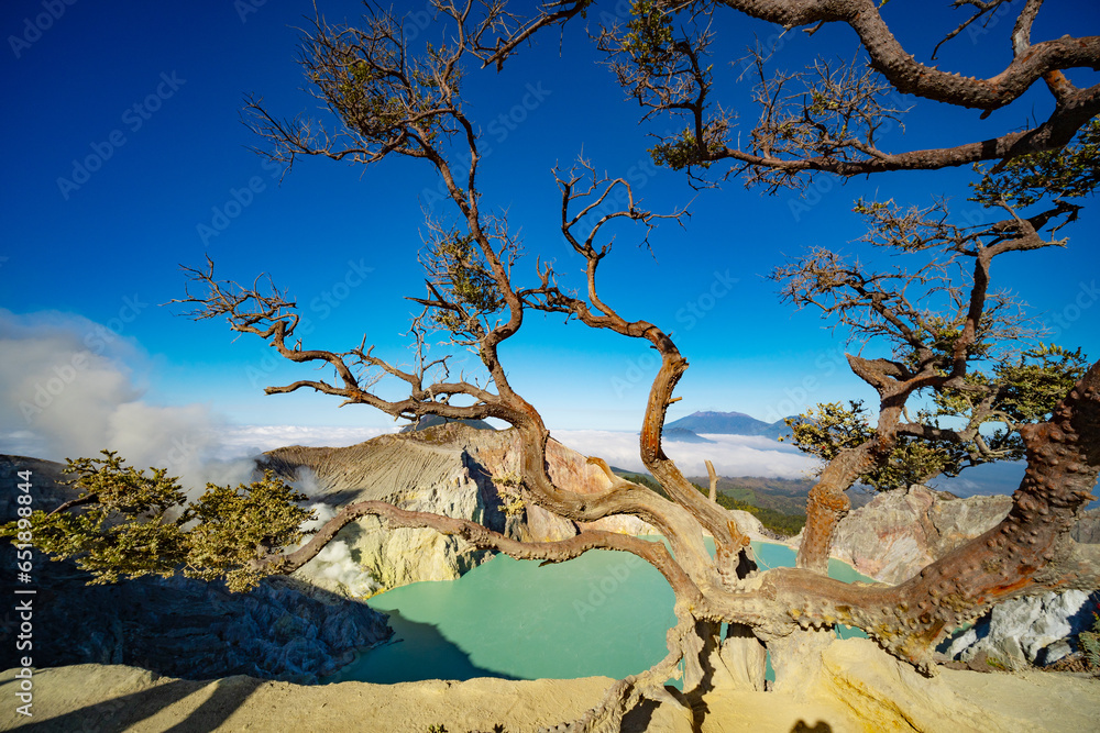Deadwood Leafless Tree with Turquoise Water Lake,Beautiful nature Landscape mountain and green lake at Kawah Ijen volcano,East Java, Indonesia Deadwood Leafless Tree with Turquoise Water Lake,Beautiful nature Landscape mountain and green lake at Kawah Ijen volcano,East Java, Indonesia