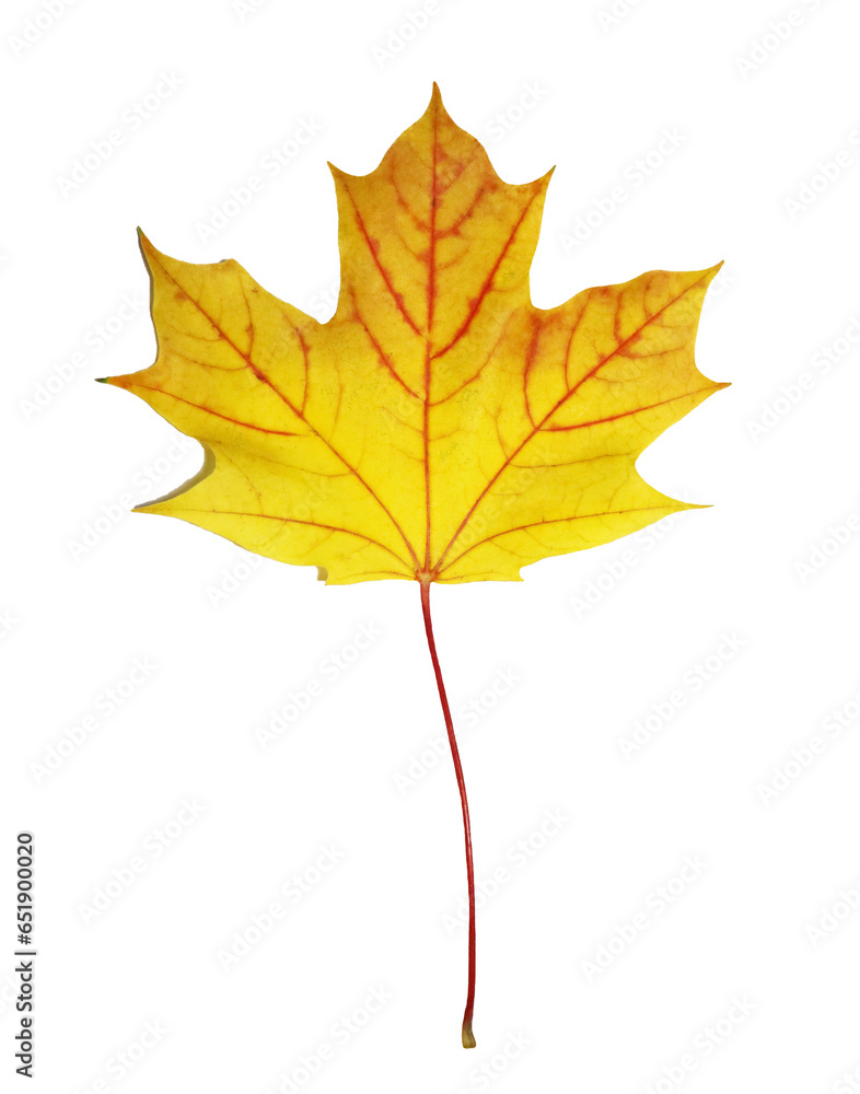 Fototapeta premium Autumn maple leaf isolated on white background