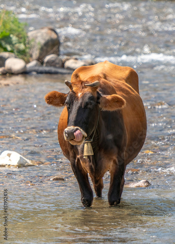 Wallpaper Mural A cow cooling off in the river in hot weather Torontodigital.ca