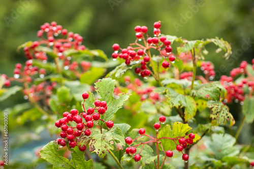 Red berries of viburnum with water drops on a green background