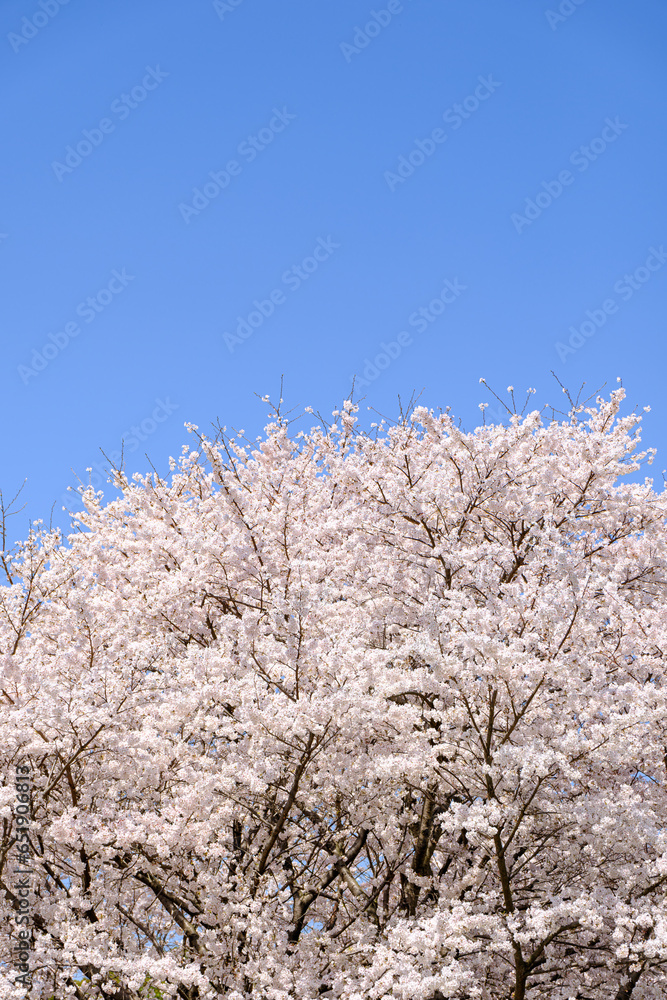 青空と桜 青空と桜