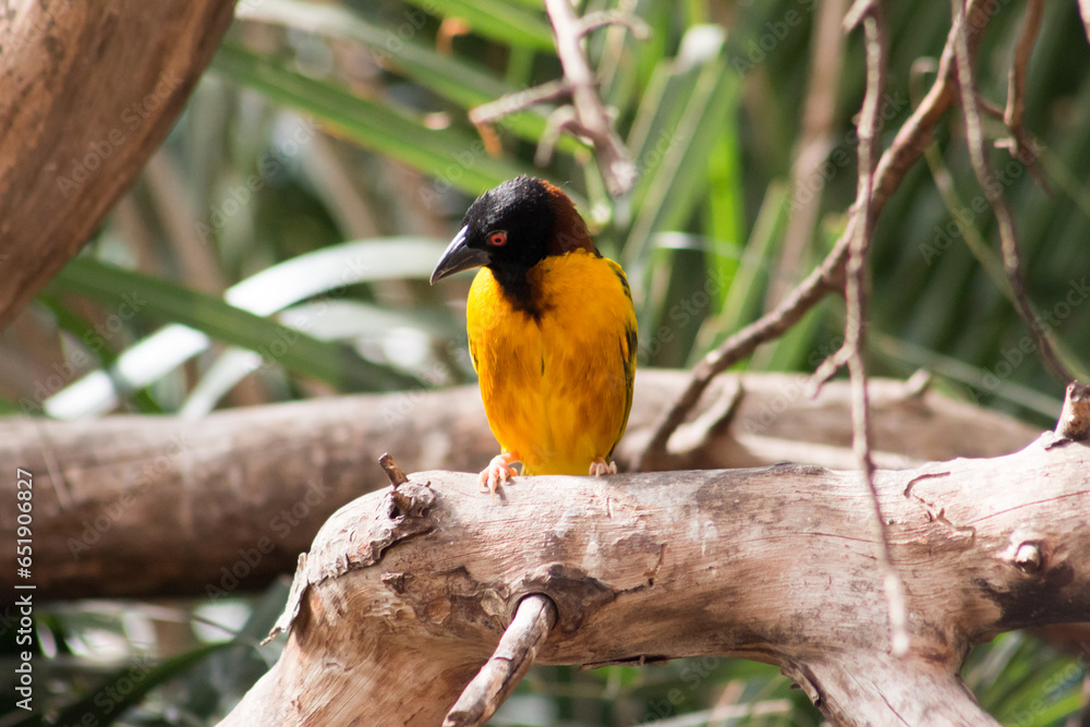 Village weaver Village weaver