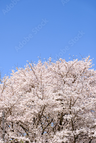 青空と桜 © Wakko