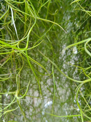 Foto Spanish Moss in the Rainy Season